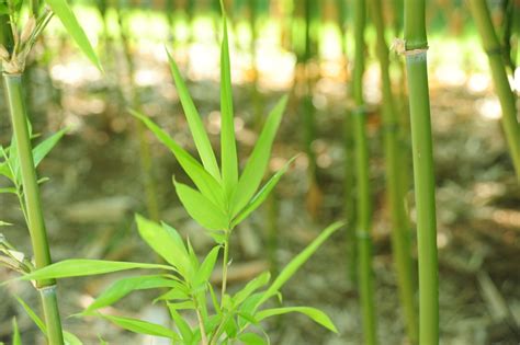 唐竹修剪|何時種植唐竹最旺財運？